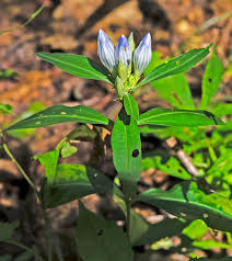 Attēlu rezultāti vaicājumam “Gentianaceae”