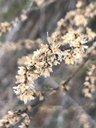 Attēlu rezultāti vaicājumam “Artemisia campestris”