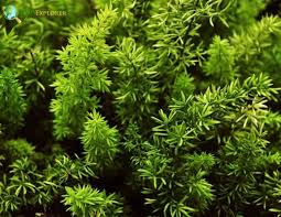 Attēlu rezultāti vaicājumam “Ceratophyllaceae”