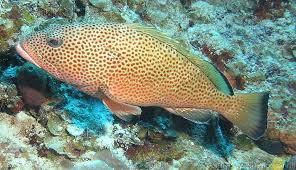 Image result for Epinephelus guttatus