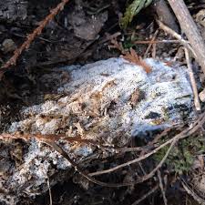 Attēlu rezultāti vaicājumam “Ceratiomyxa fruticulosa spores”