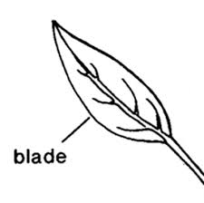 Attēlu rezultāti vaicājumam “Taxiphyllum wissgrillii”