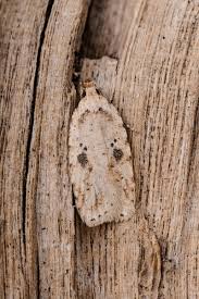 Attēlu rezultāti vaicājumam “Agonopterix ocellana”