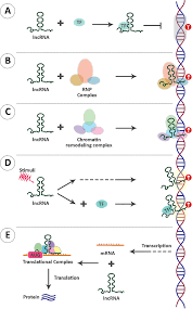 Image result for selvatici tehron