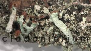 Attēlu rezultāti vaicājumam “Cladonia botrytes”