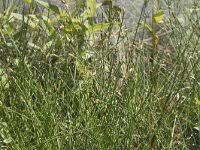 Attēlu rezultāti vaicājumam “Eleocharis uniglumis fruit”