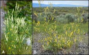 Attēlu rezultāti vaicājumam “Melilotus wolgicus”