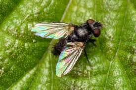 Attēlu rezultāti vaicājumam “Tachinidae”