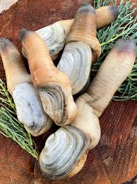 Image result for geoduck