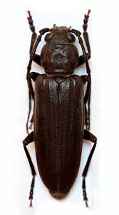 Attēlu rezultāti vaicājumam “Criocephalus rusticus”