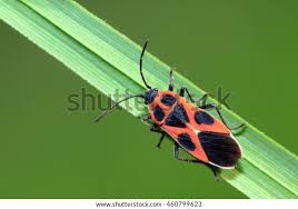 Attēlu rezultāti vaicājumam “Lygaeidae”