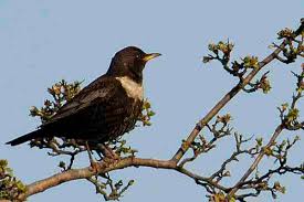 Image result for Turdus torquatus