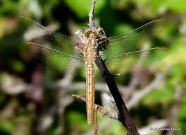 Attēlu rezultāti vaicājumam “Orthetrum brunneum”