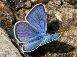 Attēlu rezultāti vaicājumam “Cyaniris semiargus underside”