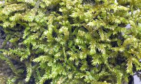 Attēlu rezultāti vaicājumam “Breidleria pratensis”