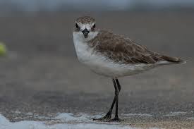 Image result for Charadrius mongolus