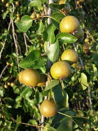 Attēlu rezultāti vaicājumam “Pyrus pyraster”