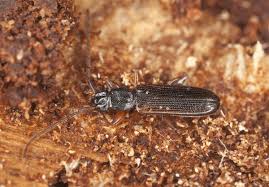 Attēlu rezultāti vaicājumam “Dendrophagus crenatus”