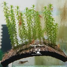 Attēlu rezultāti vaicājumam “Rhodobryum roseum”