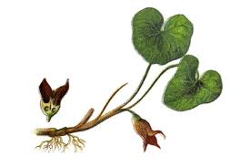 Attēlu rezultāti vaicājumam “Asarum europaeum”