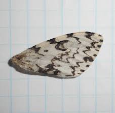 Attēlu rezultāti vaicājumam “Lymantria monacha imago”