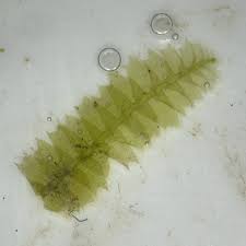 Attēlu rezultāti vaicājumam “Anastrophyllum minutum”