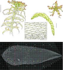 Attēlu rezultāti vaicājumam “Sphagnum”