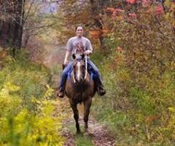 Image result for Abinger Forest Riding Club