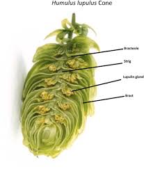 Attēlu rezultāti vaicājumam “Humulus lupulus leaf”