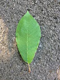 Attēlu rezultāti vaicājumam “Padus avium leaf”