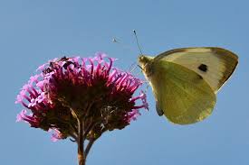 Attēlu rezultāti vaicājumam “Pieris brassicae female”