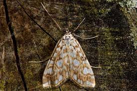 Attēlu rezultāti vaicājumam “Elophila nymphaeata”