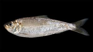 Image result for Alosa pseudoharengus