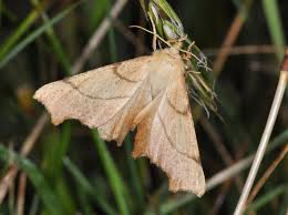 Attēlu rezultāti vaicājumam “Ennomos erosaria”