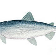 Image result for Coregonus artedi