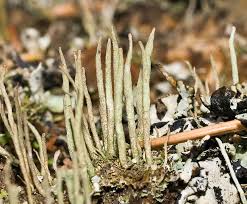 Attēlu rezultāti vaicājumam “Cladonia cornuta”