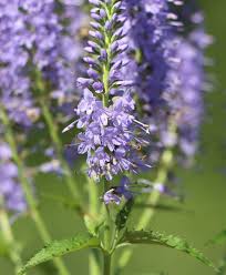 Attēlu rezultāti vaicājumam “Veronica longifolia leaf”