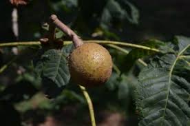 Attēlu rezultāti vaicājumam “Aesculus x hybrida leaf”