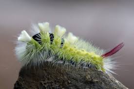 Attēlu rezultāti vaicājumam “Calliteara pudibunda”