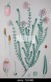 Attēlu rezultāti vaicājumam “Erica tetralix fruit”