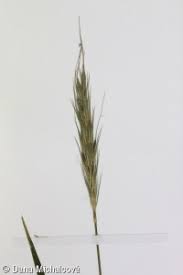 Attēlu rezultāti vaicājumam “Hordelymus europaeus leaf”