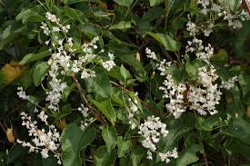 Attēlu rezultāti vaicājumam “Fallopia dumetorum”