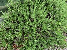 Image result for Rosmarin