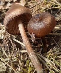 Attēlu rezultāti vaicājumam “Entoloma vernum”