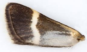 Attēlu rezultāti vaicājumam “Pyrausta cingulata”