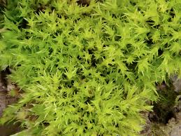 Attēlu rezultāti vaicājumam “Dicranella staphylina”