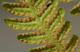 Attēlu rezultāti vaicājumam “Phegopteris connectilis”