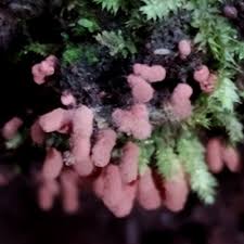 Attēlu rezultāti vaicājumam “Arcyria, Heterotrichia sp.”