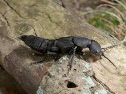 Billedresultat for rovbille