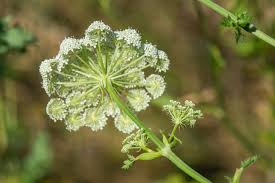 Attēlu rezultāti vaicājumam “Libanotis montana”